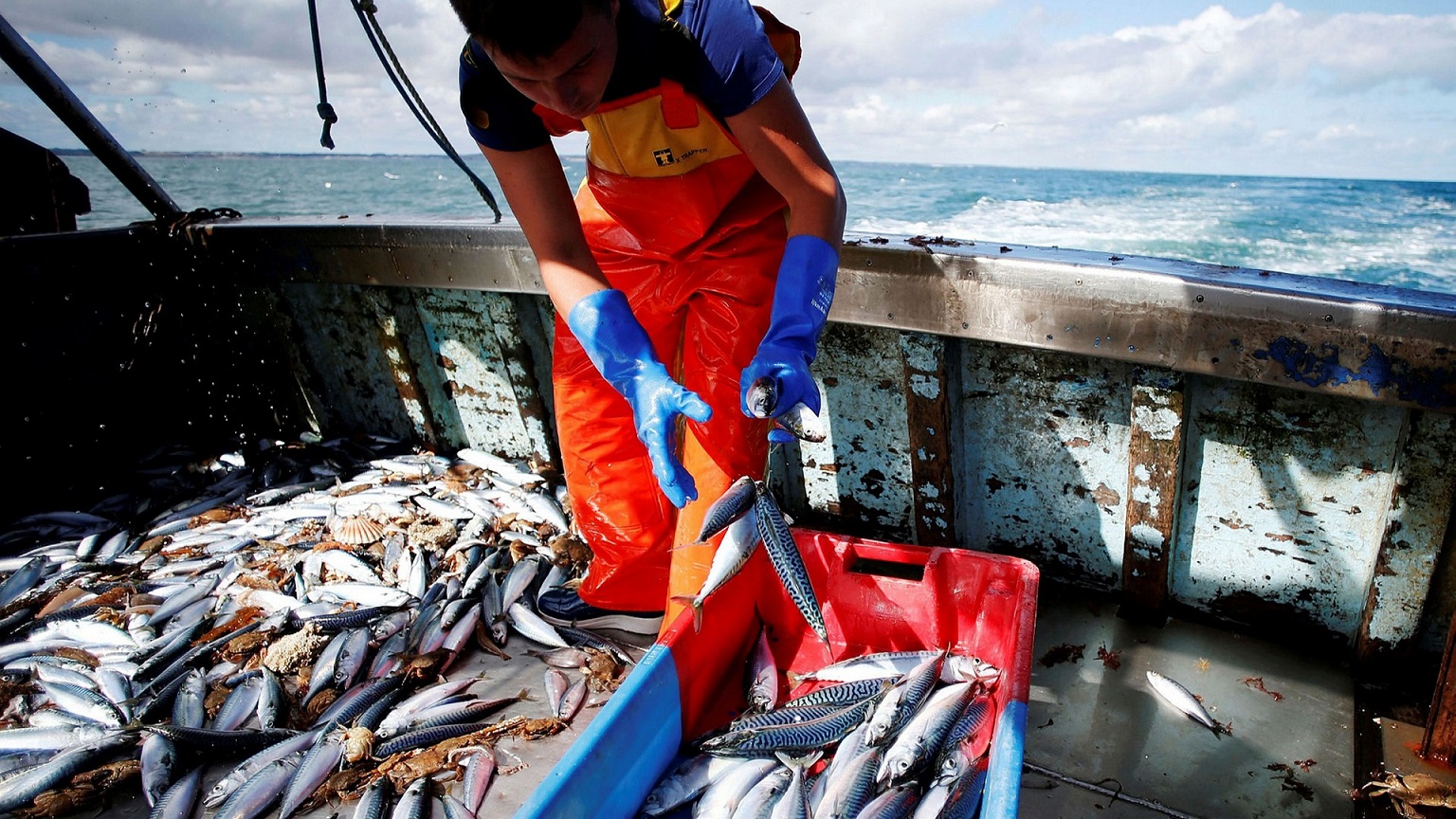 Châu Âu cần tăng cường chống đánh bắt cá trái phép